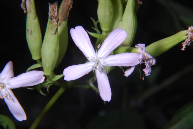 Saponaria officinalis